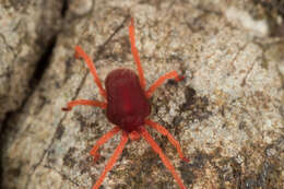 Image of eupodid mites