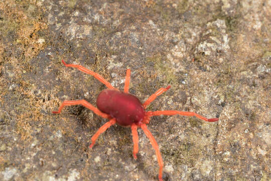 Image of eupodid mites