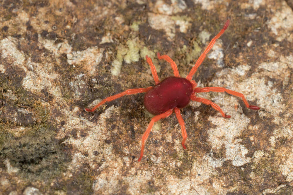 Image of eupodid mites