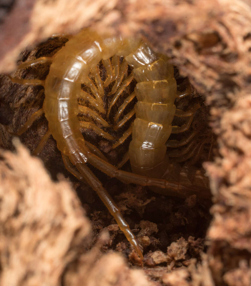 Image de Cryptopidae Kohlrausch 1881