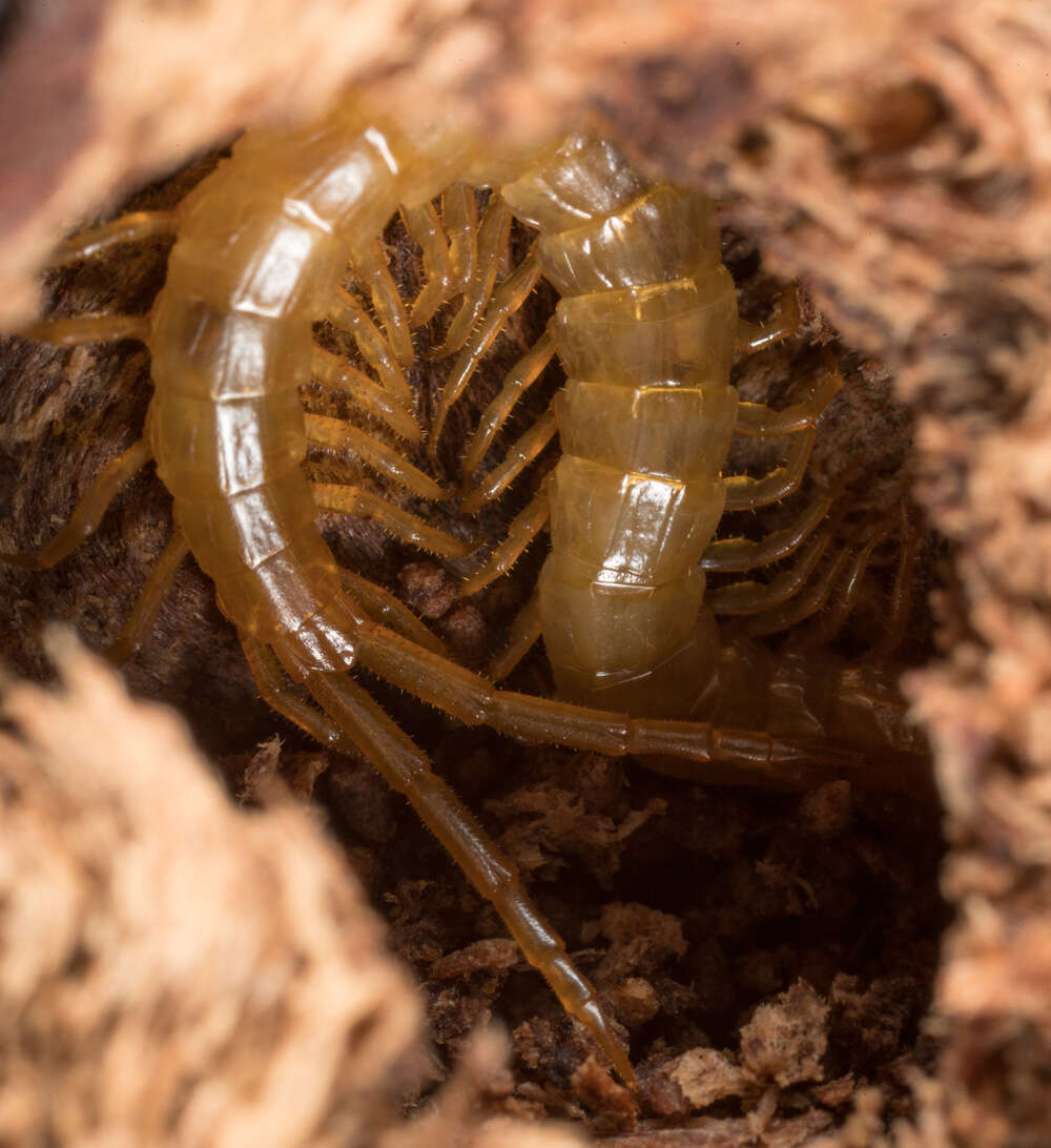 Image de Cryptopidae Kohlrausch 1881