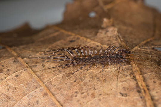 Image of Parascutigera Verhoeff 1904