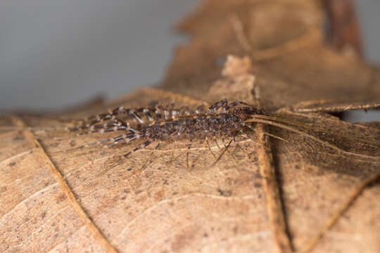 Image of Parascutigera Verhoeff 1904