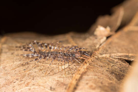 Image of Parascutigera Verhoeff 1904