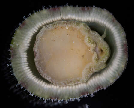 Image of Eoacmaea T. Nakano & Ozawa 2007