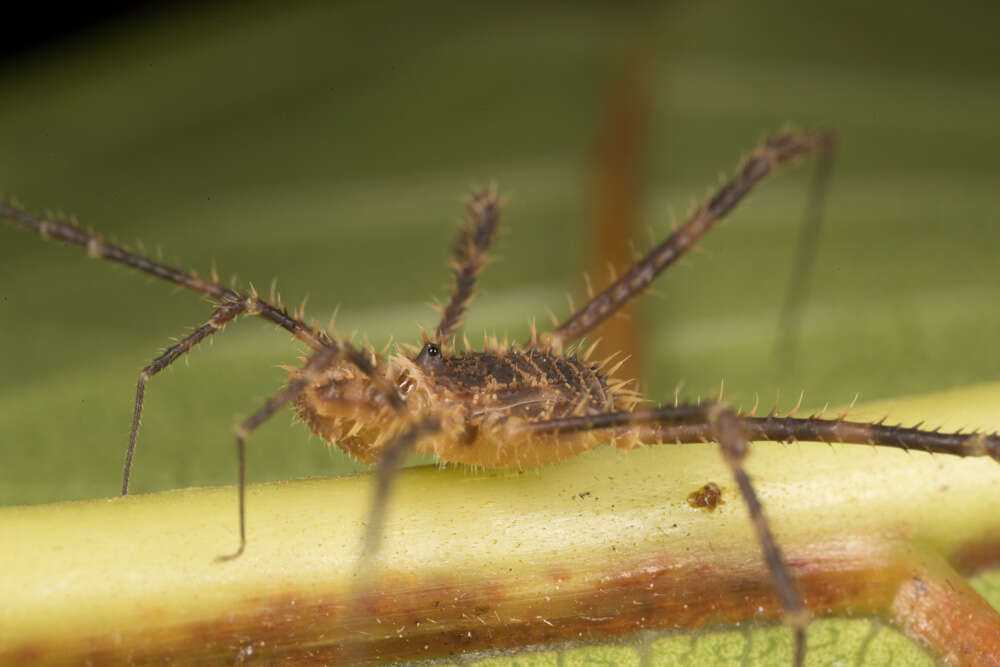 Image de Diaenobunus armatus Roewer 1915