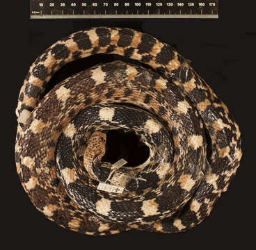 Image of Pituophis deppei deppei (A. M. C. Duméril 1853)