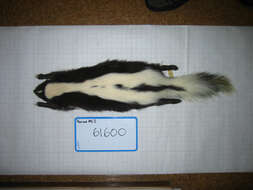 Image of Hooded and Striped Skunks