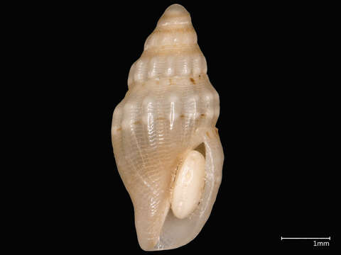 Image of Macteola interrupta (Reeve 1846)