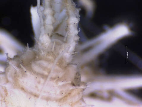 Image of Haplomunnidae Wilson 1976