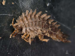 Image of amphipods