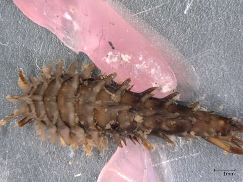 Image of amphipods