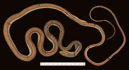 Leptophis mexicanus yucatanensis Oliver 1942的圖片