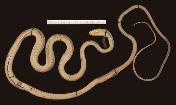 Leptophis mexicanus yucatanensis Oliver 1942的圖片