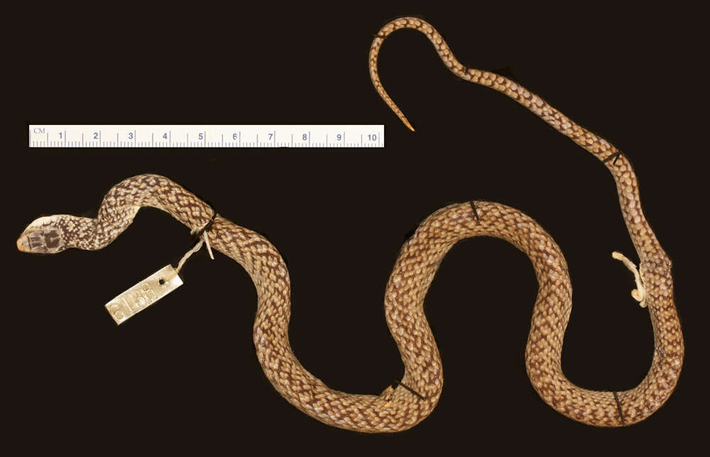 صورة Erythrolamprus juliae (Cope 1879)