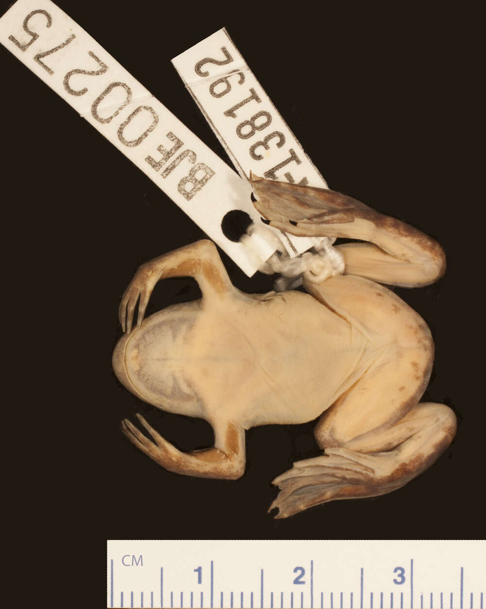 Image of Xenopus itombwensis Evans, Carter, Tobias, Kelley, Hanner & Tinsley 2008