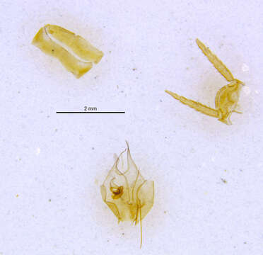 Image of <i>Chorisoblatta denticulara</i> Roth 2002