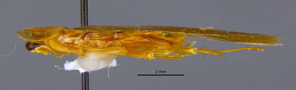 Image of <i>Chorisoblatta denticulara</i> Roth 2002