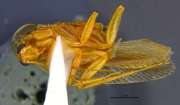 Image of <i>Chorisoblatta denticulara</i> Roth 2002