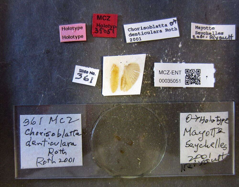 Imagem de <i>Chorisoblatta denticulara</i> Roth 2002