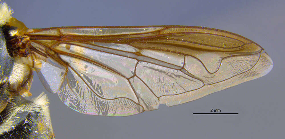 Image of Meromacrus zonatus (Loew 1866)