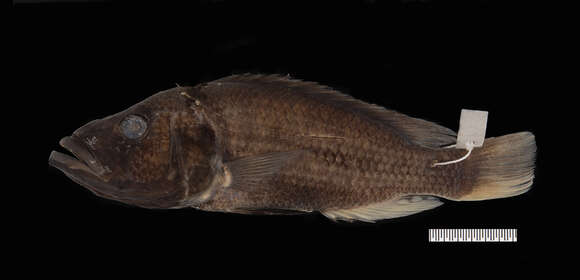 Image of <i>Harpagochromis blacknblood</i>