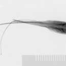 Image of Shortgut fintail snipe eel