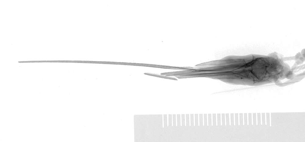 Image of Shortgut fintail snipe eel