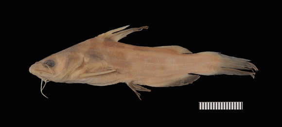 Image of Yellow catfish