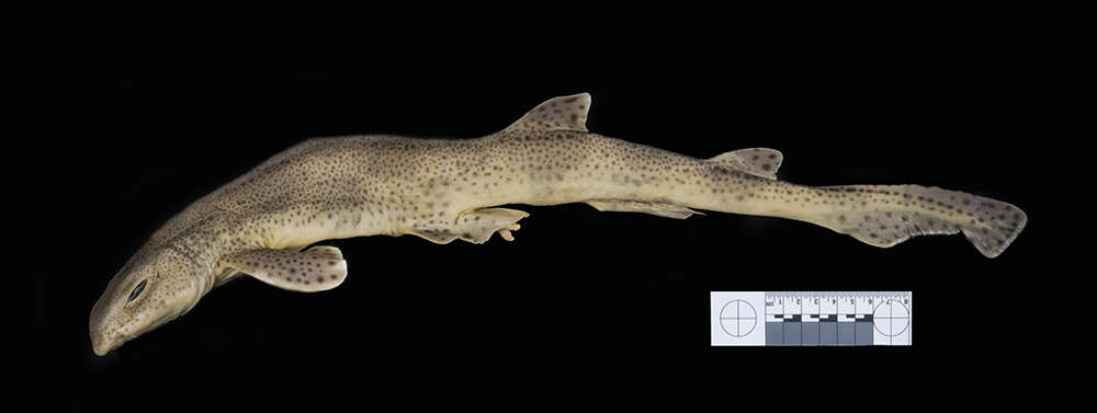 Image of Lesser Spotted Dogfish