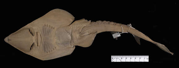 Image of Blackchin guitarfish