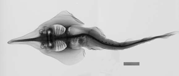 Image of <i>Rhinobatos acutus</i> Garman 1908