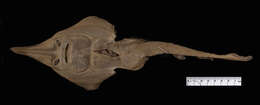 Image of guitarfishes