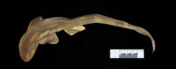 Image of Lesser Spotted Dogfish