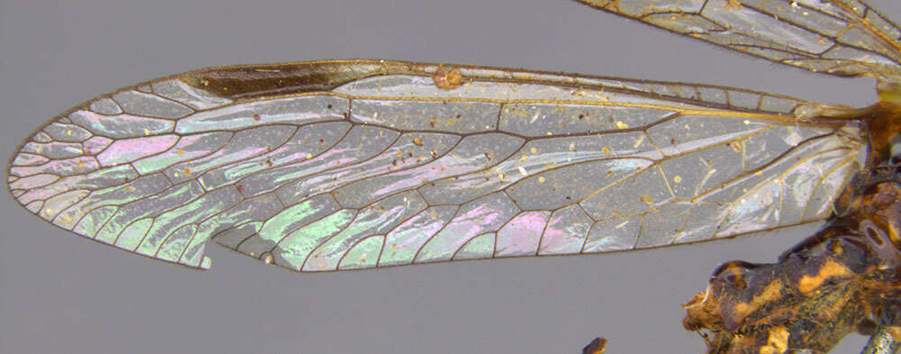 Image of Theristria delicatula (Westwood 1852)