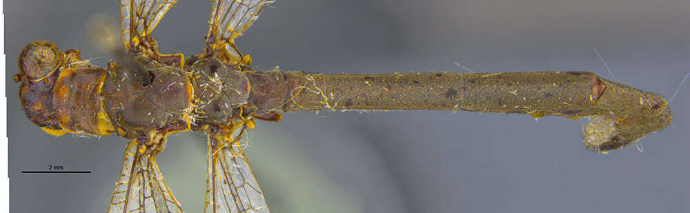 Image of Myrmeleon (Myrmeleon) punctinervis Banks 1937