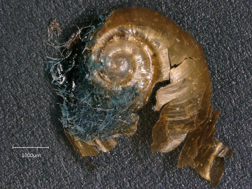 Image of Charopidae