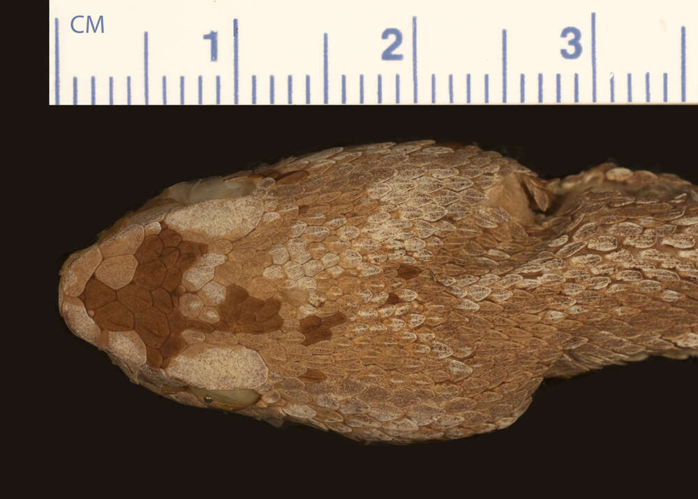 Image of Brazilian Lancehead