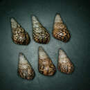 Image of <i>Achatinella sanguinea</i> Newcomb 1854