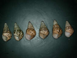 صورة <i>Achatinella sanguinea</i> Newcomb 1854