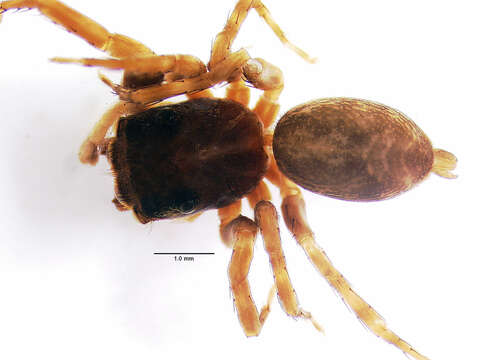 Image of Allodecta