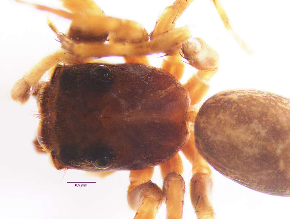 Image of Allodecta maxillaris Bryant 1950