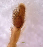 Image of Allodecta maxillaris Bryant 1950