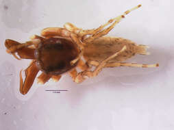 Image of Antillattus gracilis Bryant 1943