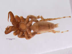 Image of Antillattus gracilis Bryant 1943