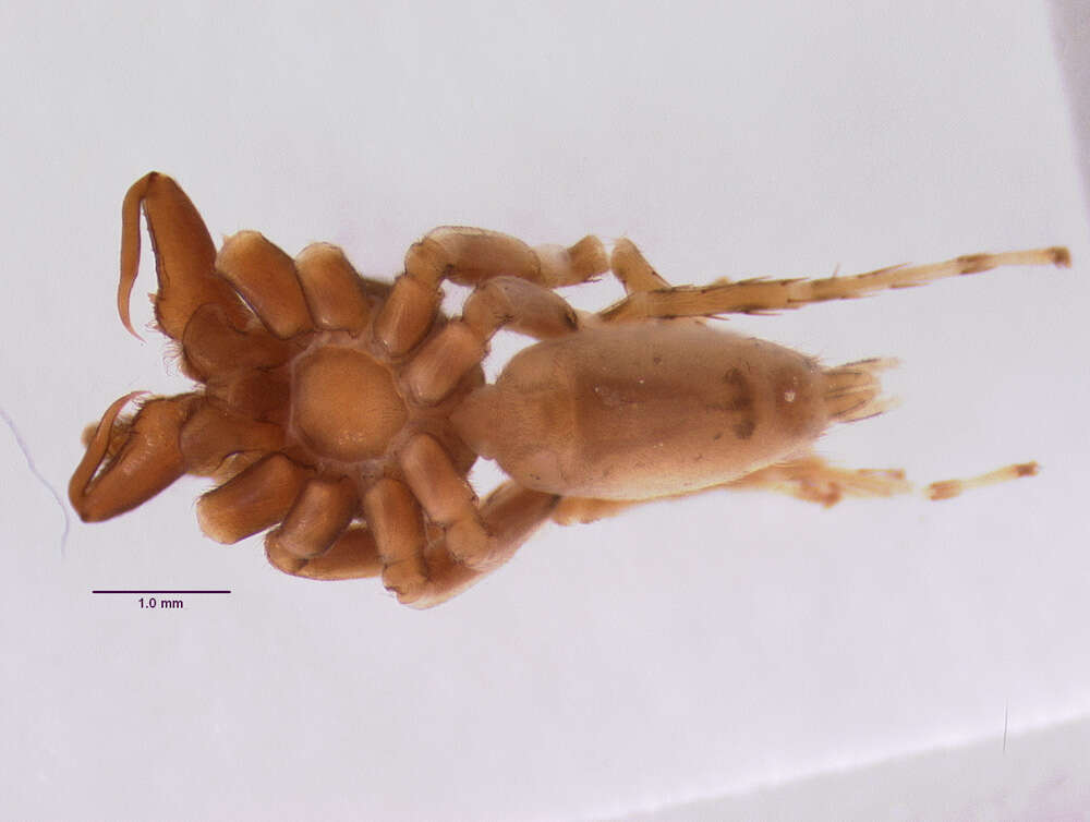 Image of Antillattus gracilis Bryant 1943