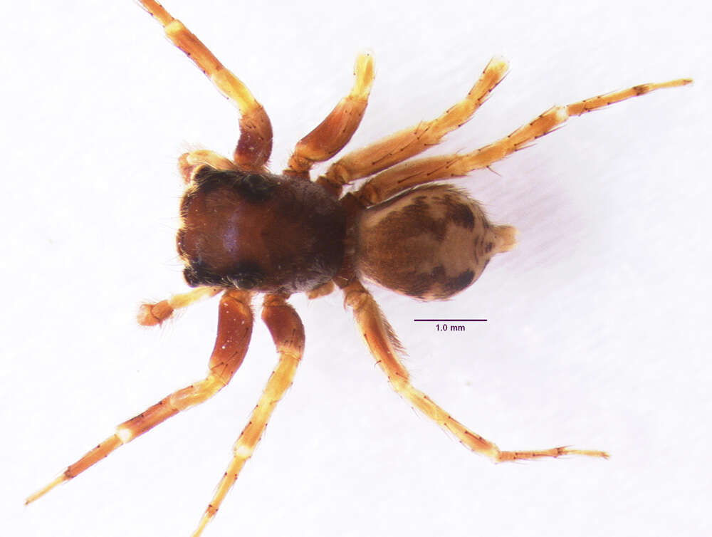 Image of Antillattus scutiformis Zhang & Maddison 2015