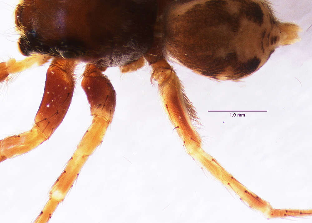 Image of Antillattus scutiformis Zhang & Maddison 2015