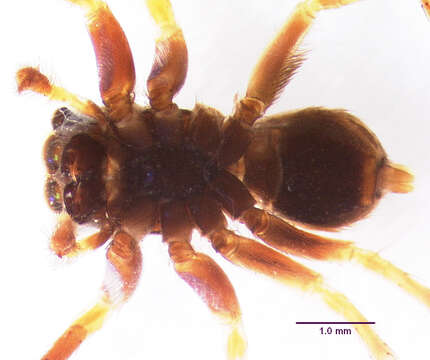 Image of Antillattus scutiformis Zhang & Maddison 2015