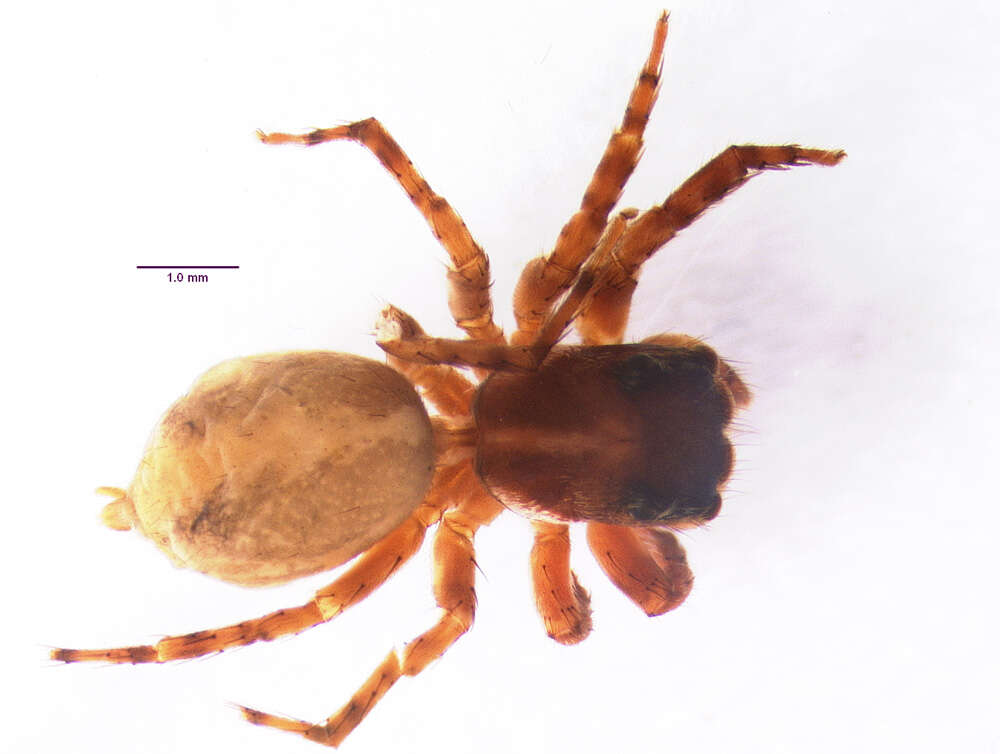 Image of Antillattus scutiformis Zhang & Maddison 2015